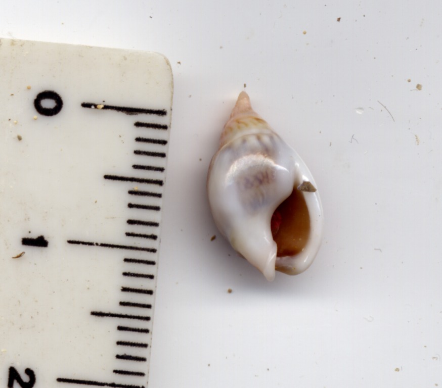 Incontro ravvicinato - Nassariidae